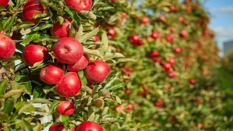 Homegrown-Apples-How-to-Select-and-Plant-the-Right-Trees